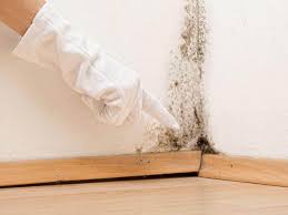 Best Mold Odor Removal Services  in La Palma, CA